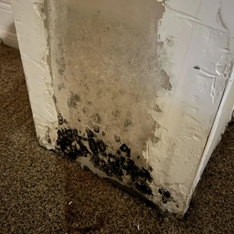 Professional Mold Removal in Mundelein, IL